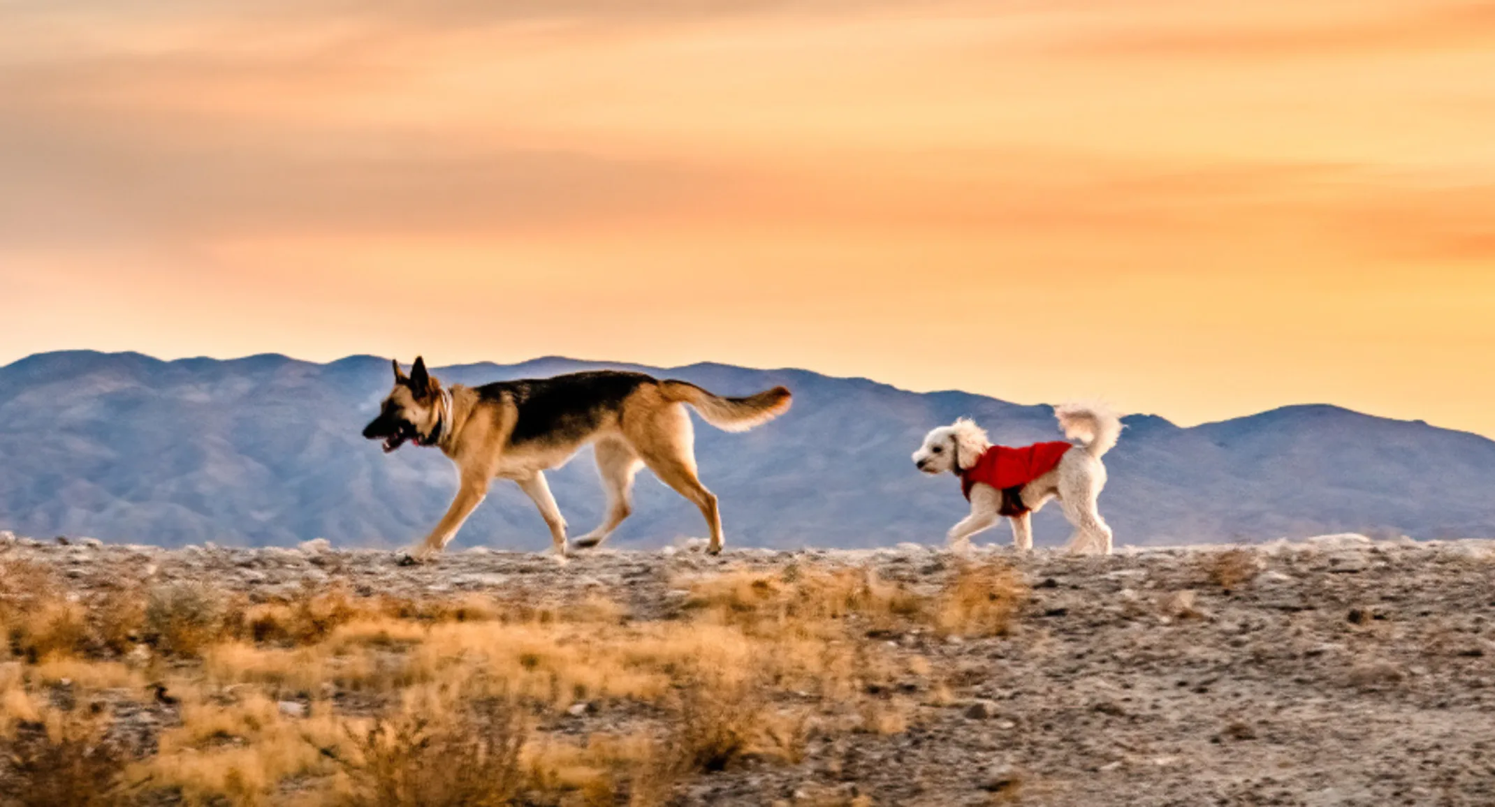 Two dogs walking on desert